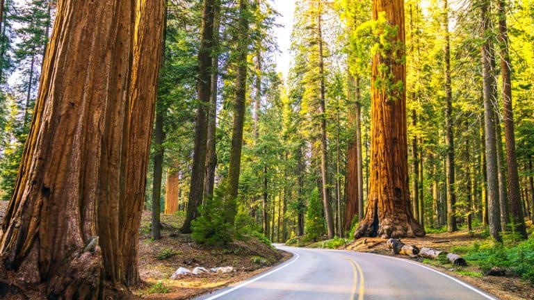 road in sequoia national park,sequoia np,california,usa 1600x900